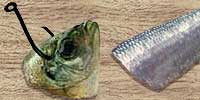 Cut Bait