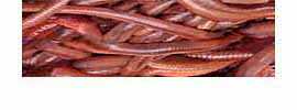 Worms for trout fishing