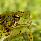 Frogs for catfish fishing