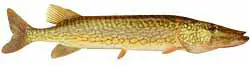 Loch Raven Reservoir Popular Fish - Chain Pickerel