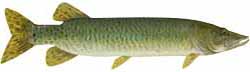 Black Lake Popular Fish - Muskie