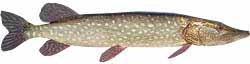 Lake Mary Popular Fish - Northern Pike