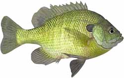 Lake Bowen Popular Fish - Bluegill