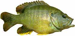 Green Sunfish