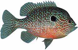 Longear Sunfish