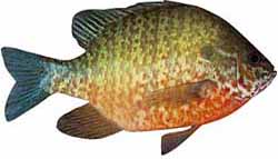 Pumpkinseed Sunfish