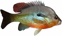 Redbreast Sunfish