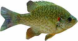 Redear Sunfish