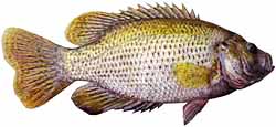 Rock Bass