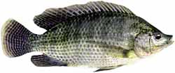 Tilapia