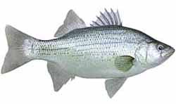 White Bass