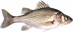 White Perch