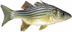 Yellow Bass