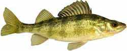 Hubbard Lake Popular Fish - Yellow Perch