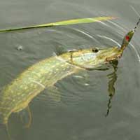 Shallow Northern Pike