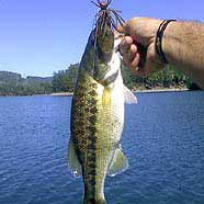 Bass on a jig