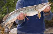 Northern pike