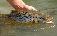 Brown Trout