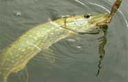 Northern pike