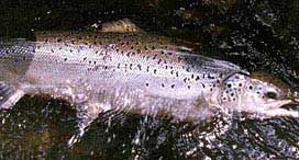 Atlantic Salmon