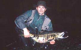 Chum Salmon