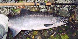 A healthy coho salmon