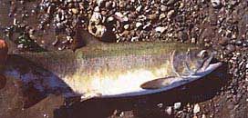 Pink Salmon