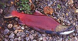 Sockeye Salmon