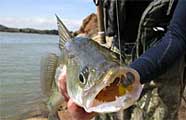 Walleye fishing in Arkansas