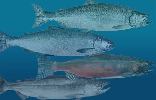 Atlantic, Chinook, Coho and Kokanee Salmon