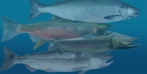 Chinook, Chum, Coho and Kokanee Salmon
