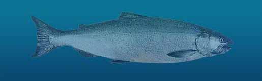 Chinook Salmon