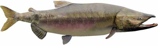 Chum Salmon