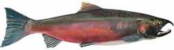 Coho Salmon