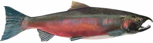 Coho Salmon