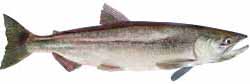 Lake Cushman Popular Fish - Kokanee Salmon