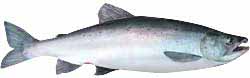 Atlantic Salmon