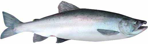 Landlocked Atlantic Salmon