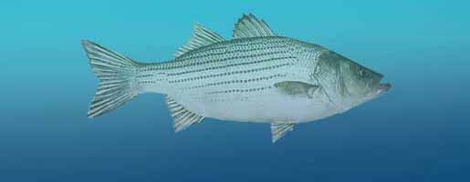 Hybrid Striped Bass Fishing
