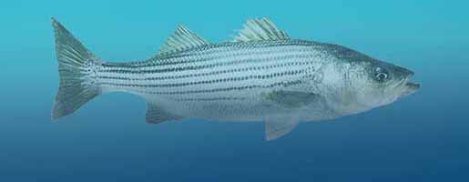 Striped Bass Fishing