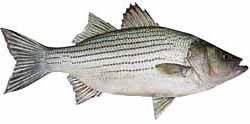 Hybrid Striped bass