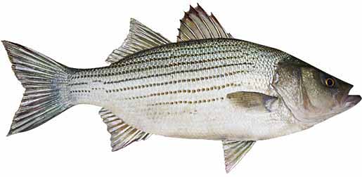 Hybrid Striped Bass