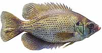 Flier Sunfish