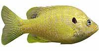 Hybrid Sunfish