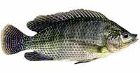 Tilapia