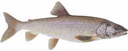 Lake Tahoe Popular Fish - Lake Trout