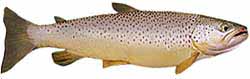 Brown trout