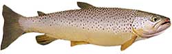 Gross Reservoir Popular Fish - Brown Trout