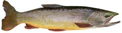 Jenny Lake Popular Fish - Cutthroat Trout
