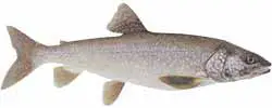 Lake Higgins Popular Fish - Lake Trout